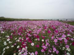 江戸川松戸フラワーライン秋の花まつり２０１７