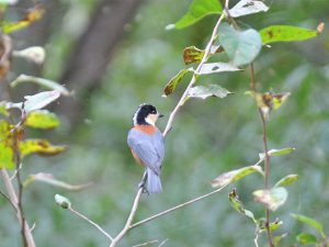 平成３０年度第１回「野鳥観察会」