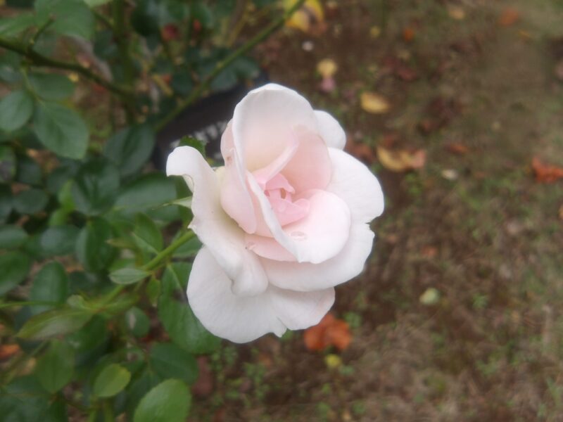 アスピリンローズ