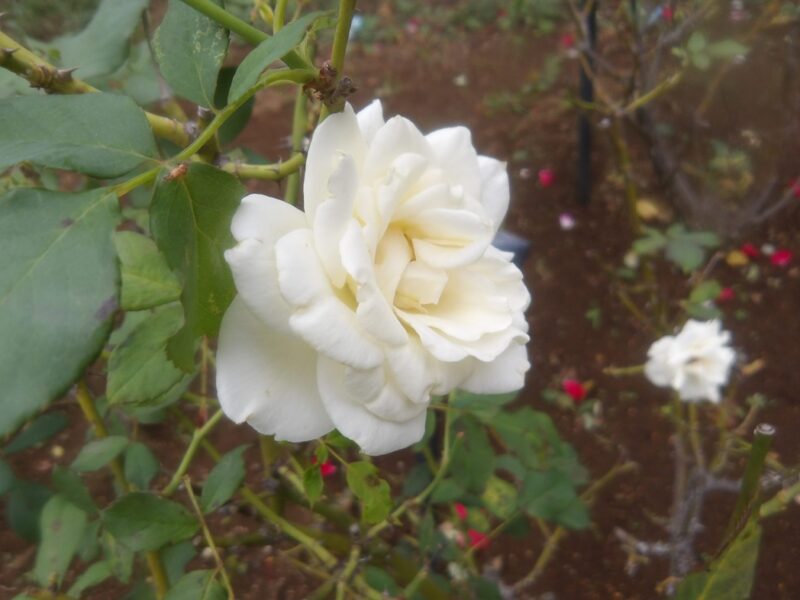 ブライダルホワイト