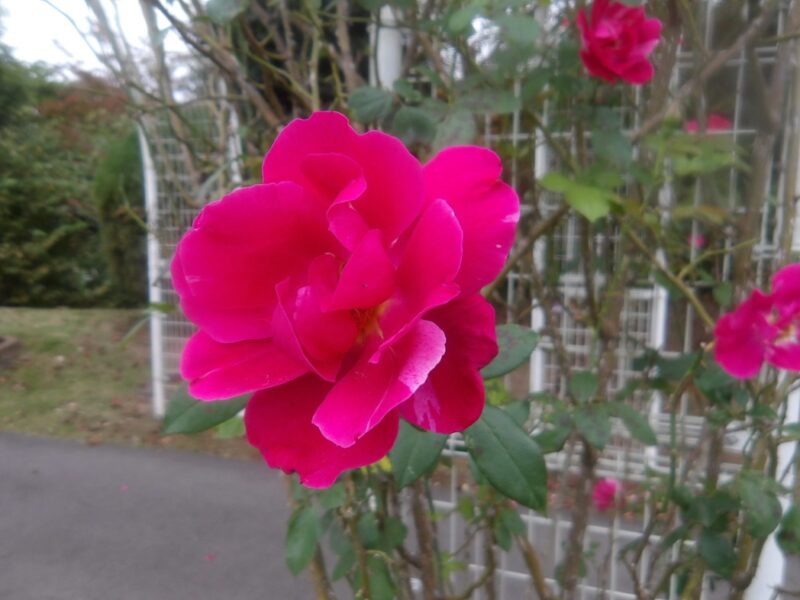 ギー・サヴォア