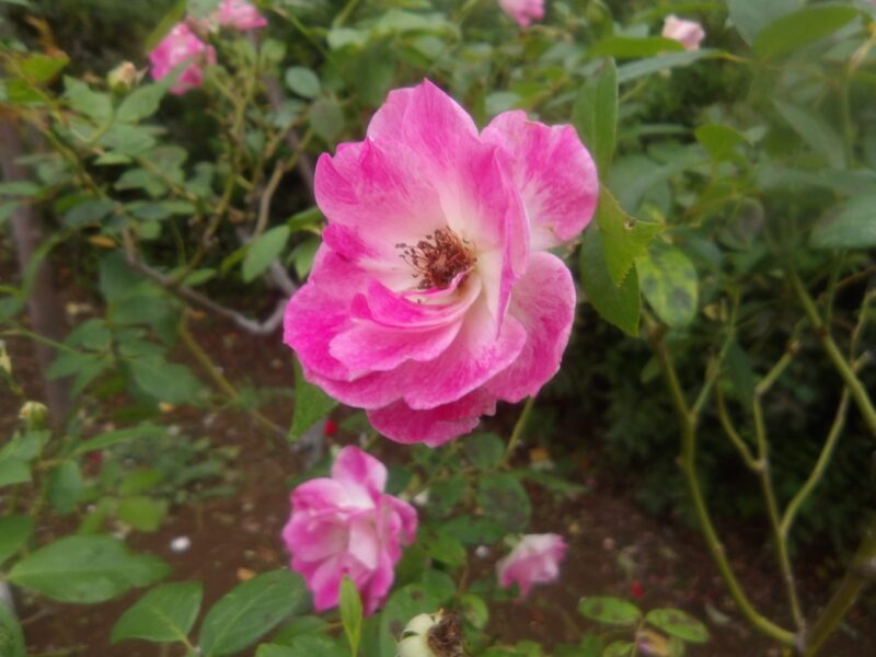 ピンクアイスバーグ