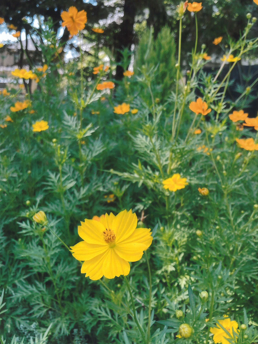 松戸市立常盤平中学校