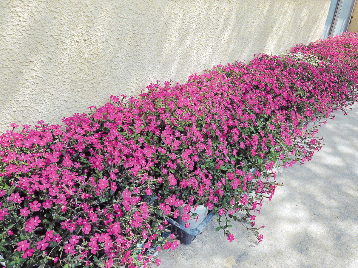 松戸市立梨香台小学校PTA花壇整備係