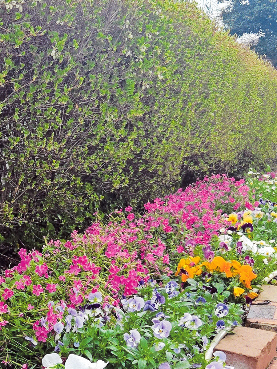 松戸市立梨香台小学校PTA花壇整備係