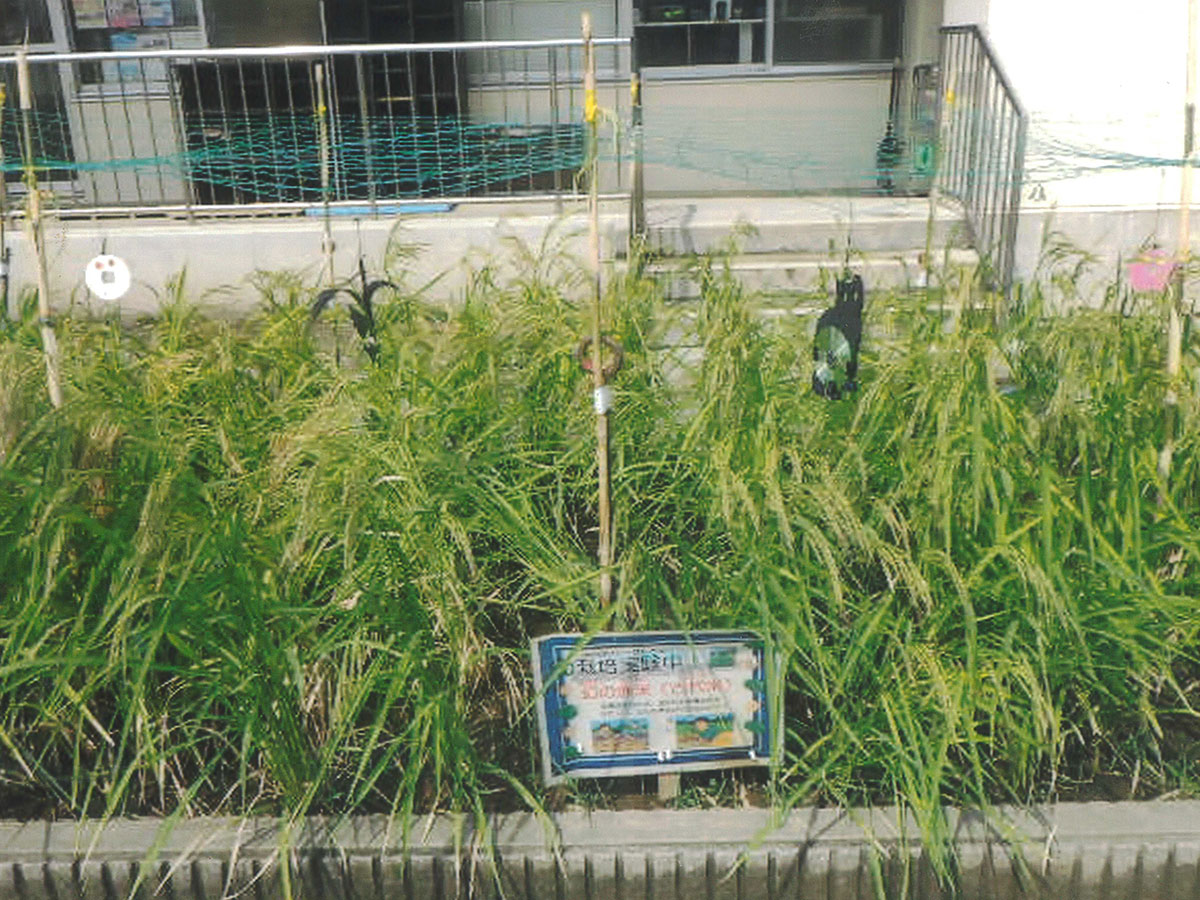 松戸市立旭町小学校