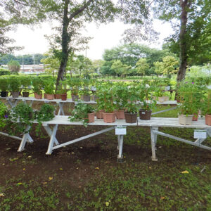 金ケ作育苗圃のあさがお展