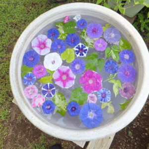 金ケ作育苗圃のあさがお展