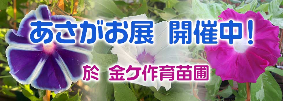 「あさがお展」開催