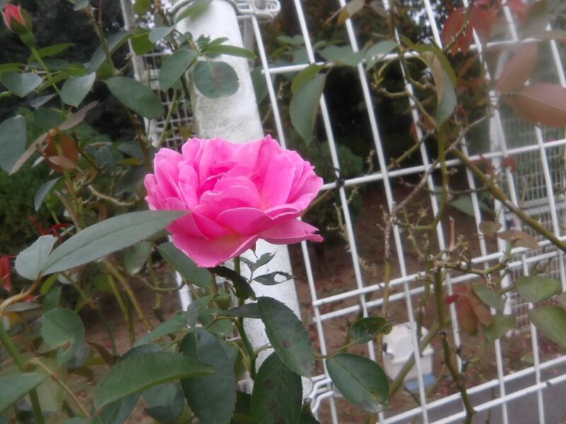 ジェネラシオンジャルダン