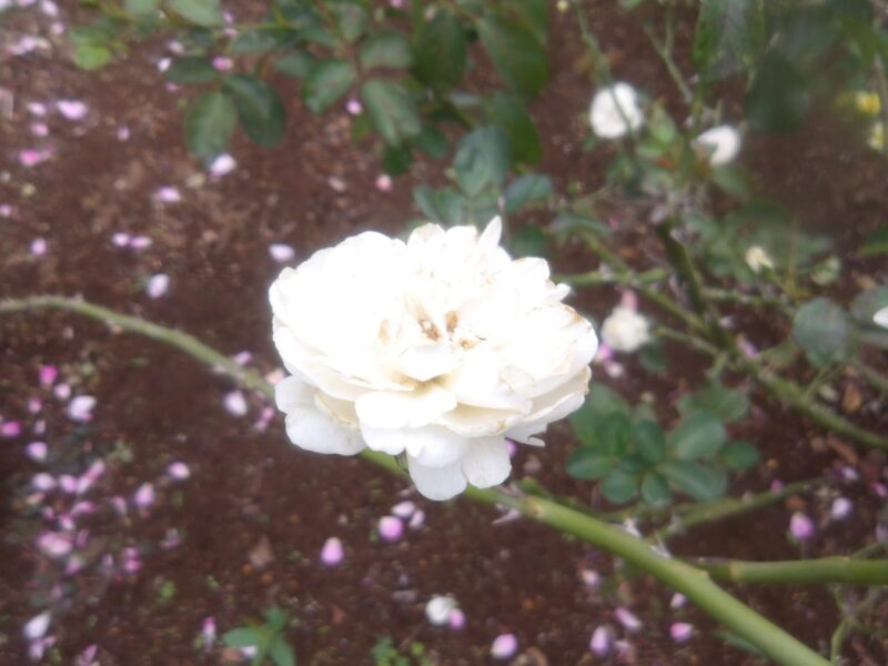 ホワイトメイディランド