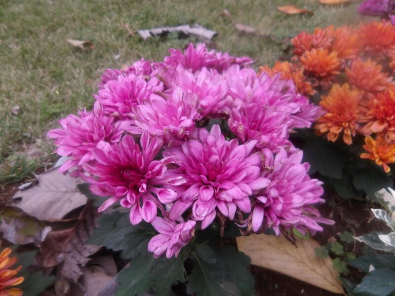 マウントオービスク