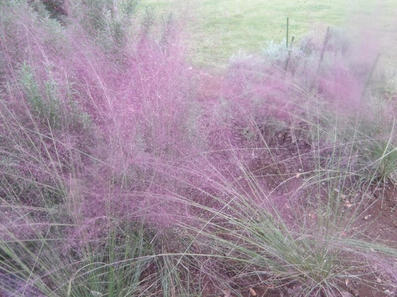 ニューレンベルギア