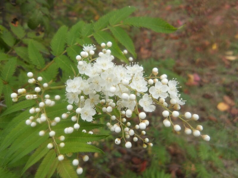 ホザキナナカマド