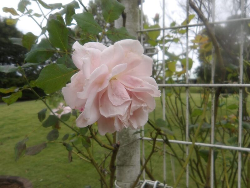 ソフィーロシャス