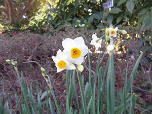 ニホンスイセン