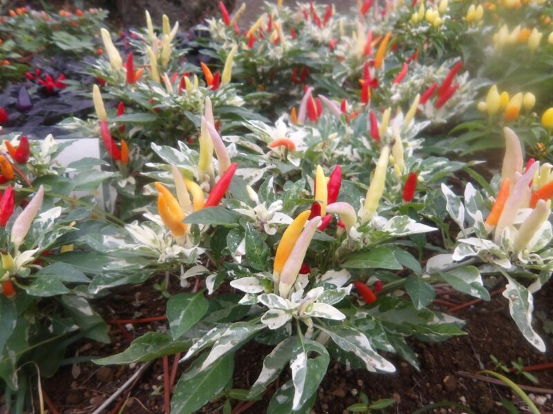 観賞用トウガラシ