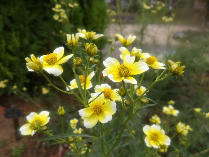 ウインターコスモス